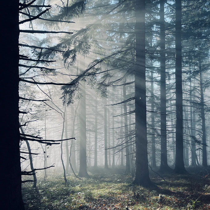 Licht und Schatten im Wald