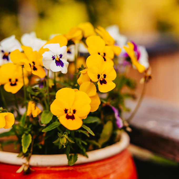 Sommerblumen Deko im Hof