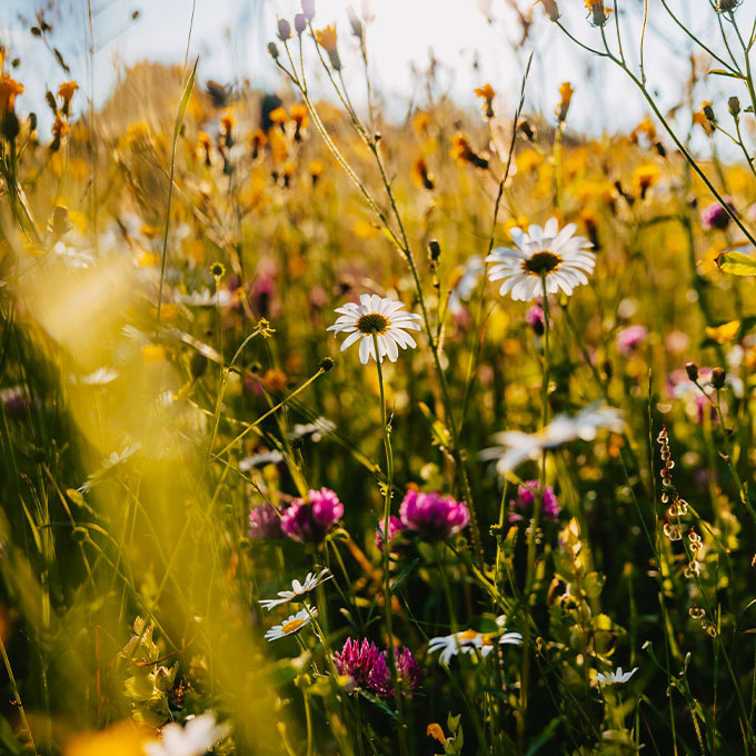 Blumenwiese im Sommer mit Kräutern