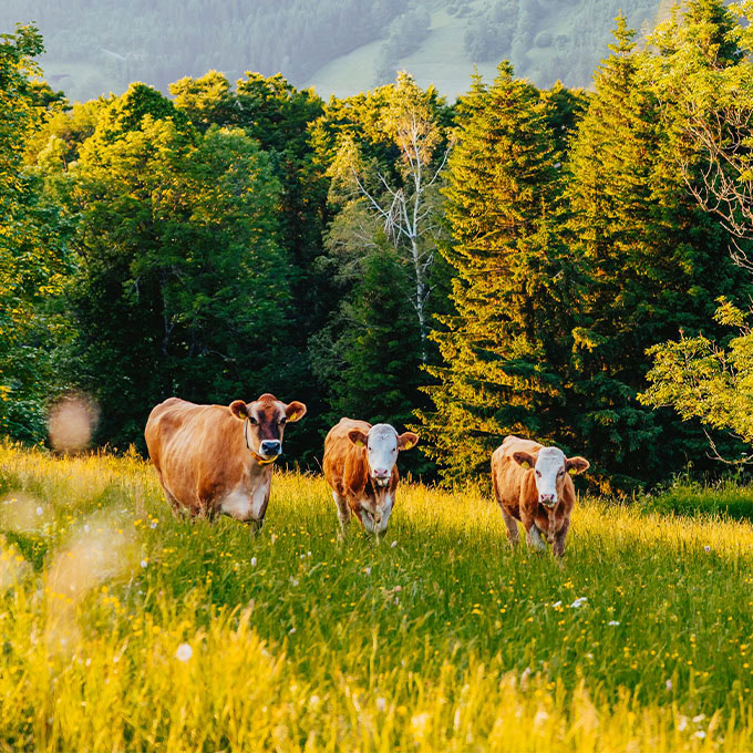 Kühe stehen auf der Alm bei Nestelberg