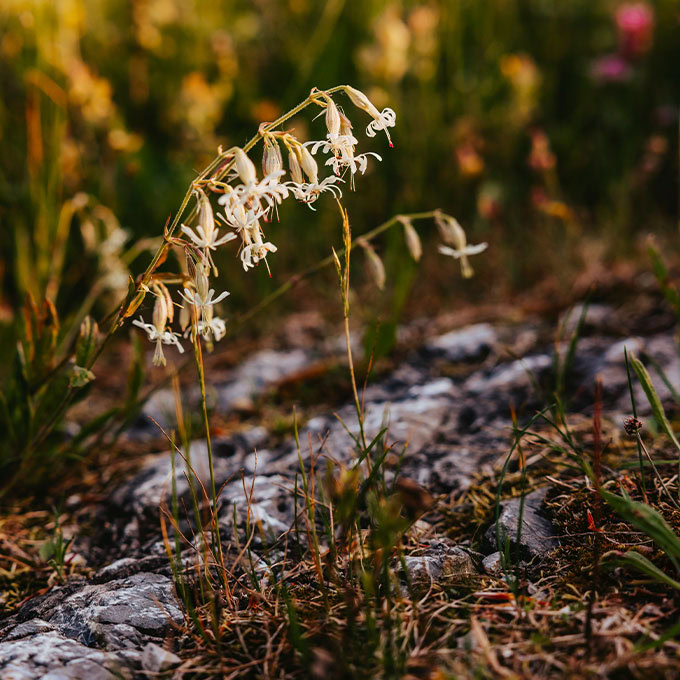 Alm-Pflanzen in der Natur Frühjahr