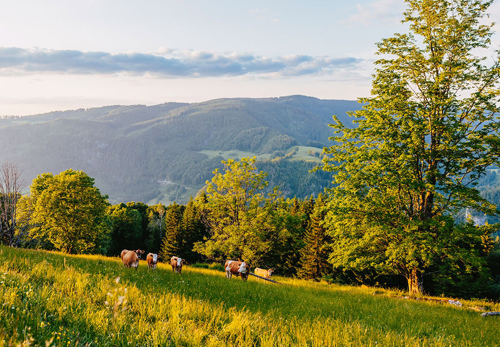 Berg-Sommer Alm